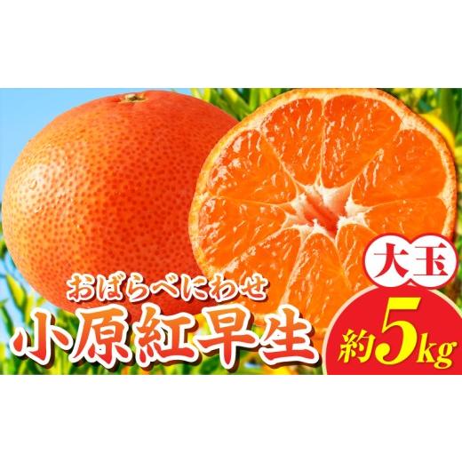 ふるさと納税 みかん・柑橘類 香川県 三木町 先行受付 小原紅早生みかん約5.0kg(大玉)3L-2L 香川県共通返礼品 | 小原紅早生 甘い みかん ミカン 大玉 柑橘 …