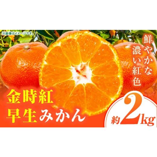 ふるさと納税 みかん・柑橘類 香川県 三木町 先行受付 金時紅早生みかん 約2kg 香川県共通返礼品 | 金時紅 鮮やか 紅色 小原紅早生 糖度 甘い みかん ミカン …