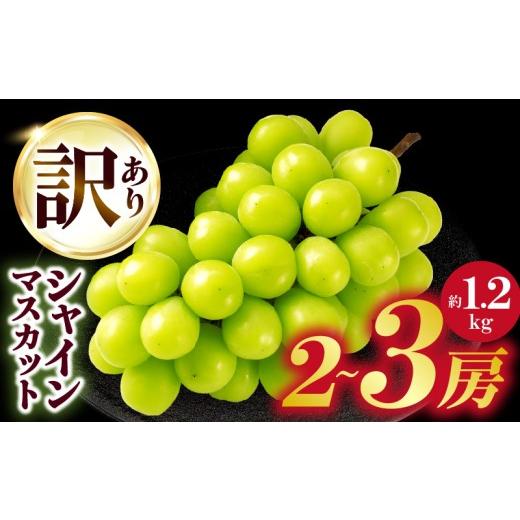ふるさと納税 ぶどう マスカット 香川県 三木町 2026年発送先行受付 訳ありシャインマスカット 約1.2kg 2〜3房 | 訳あり シャインマスカット マスカット ぶ…