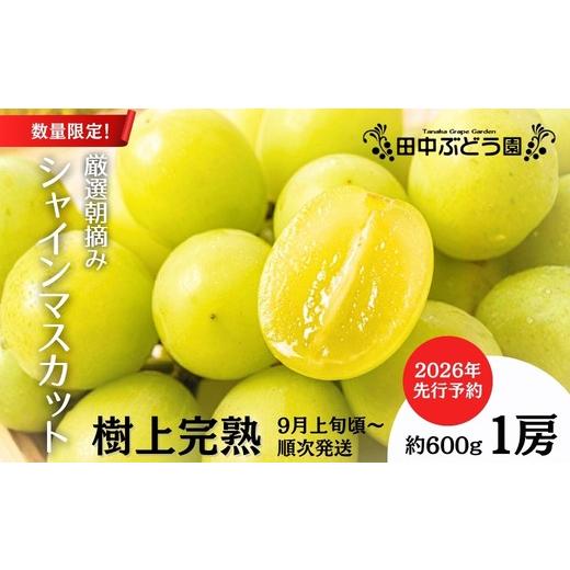 ふるさと納税 ぶどう マスカット 大阪府 河内長野市 2026年発送分 先行予約受付中 シャインマスカット 約600g 1房 | 樹上完熟 産地直送 厳選 朝採りフルー…