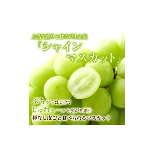 ふるさと納税 ぶどう マスカット 長野県 長野市 2026年産ぶどう シャインマスカット 約4kg 6〜12房入り 葡萄 ブドウ シャイン マスカット 果物 フルーツ デザ…の画像