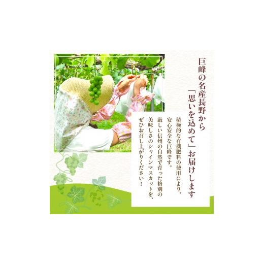 ふるさと納税 ぶどう マスカット 長野県 長野市 2026年産ぶどう シャインマスカット 約4kg 6〜12房入り 葡萄 ブドウ シャイン マスカット 果物 フルーツ デザ…の画像