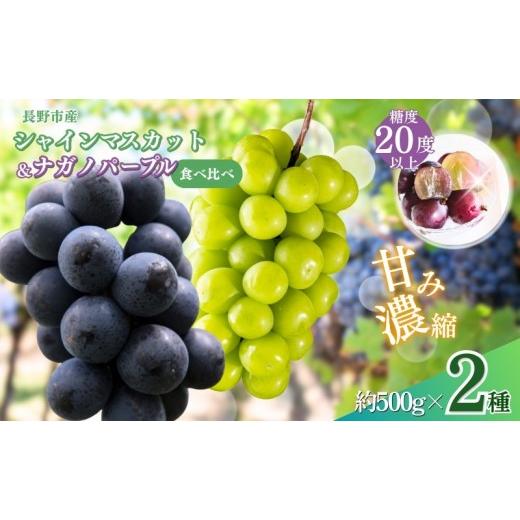 ふるさと納税 ぶどう 長野県 長野市 ぶどう シャインマスカット & ナガノパープル 2種類 詰め合わせ 葡萄 ブドウ 果物 フルーツ シャイン マスカット デザー…