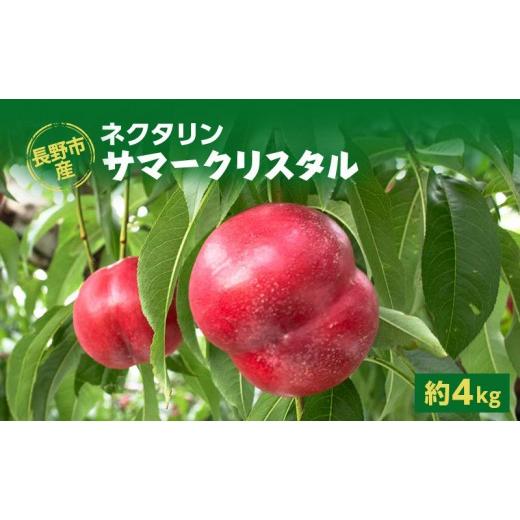 ふるさと納税 もも 長野県 長野市 長野市産ネクタリン「サマークリスタル」約4kg(18〜25個)
