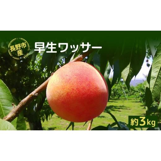 ふるさと納税 もも 長野県 長野市 長野市産早生ワッサー約3kg(8~10個)
