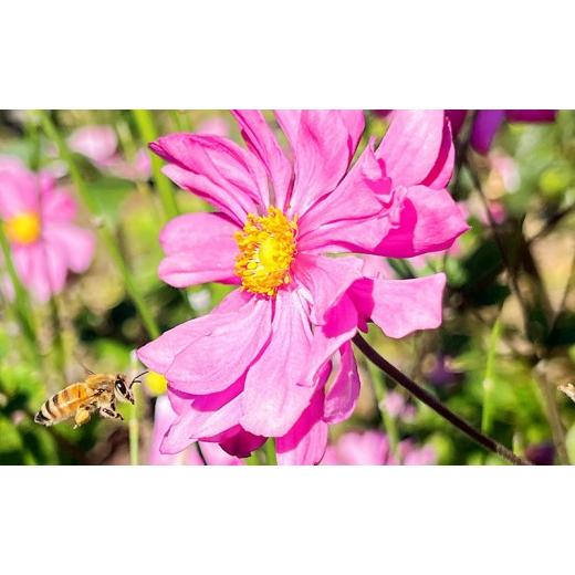ふるさと納税 加工品等 はちみつ 長野県 長野市 アカシア、りんご、百花はちみつセット 各200g×３本の画像