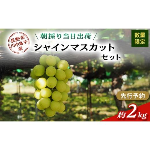 ふるさと納税 ぶどう マスカット 長野県 長野市 シャインマスカット 約2kg（４〜５房）の画像