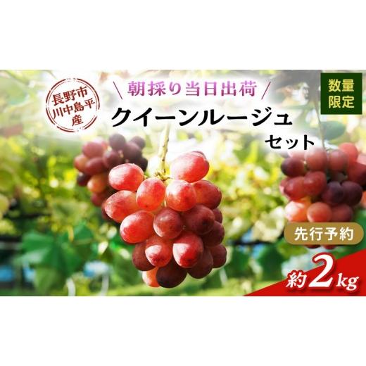 ふるさと納税 果物類 ぶどう 長野県 長野市 クイーンルージュ 約2kg（4〜５房）の画像