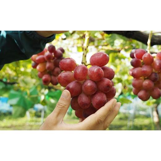 ふるさと納税 果物類 ぶどう 長野県 長野市 クイーンルージュ 約2kg（4〜５房）の画像