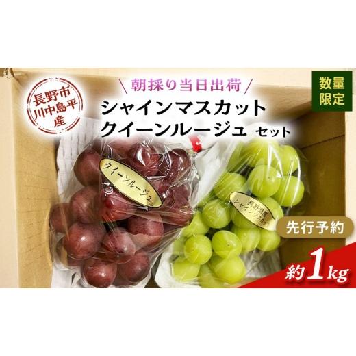 ふるさと納税 ぶどう マスカット 長野県 長野市 セット シャインマスカット、クイーンルージュセット 約1kg(2房)