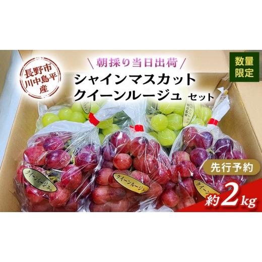 ふるさと納税 ぶどう マスカット 長野県 長野市  セット シャインマスカット、クイーンルージュセット 約2kg（４〜５房）の画像