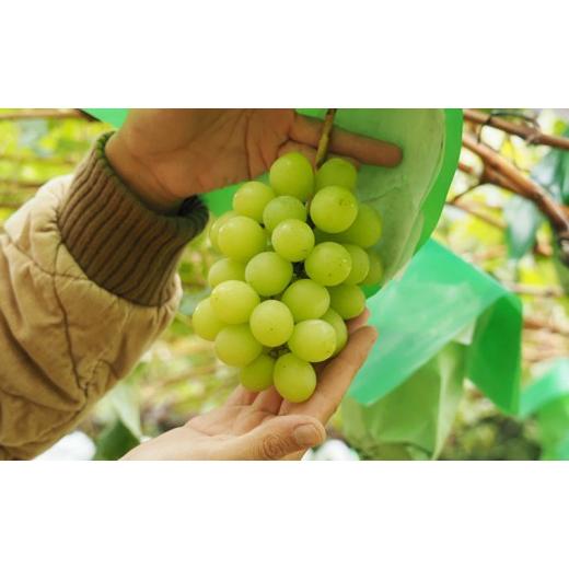 ふるさと納税 ぶどう マスカット 長野県 長野市  セット シャインマスカット、クイーンルージュセット 約2kg（４〜５房）の画像