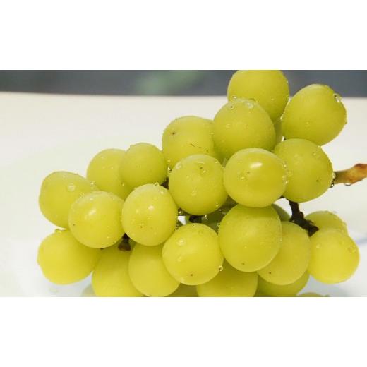 ふるさと納税 ぶどう マスカット 長野県 長野市  セット シャインマスカット、クイーンルージュセット 約2kg（４〜５房）の画像