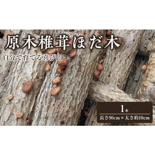 ふるさと納税 雑貨・日用品 苗木 北海道 様似町 自宅栽培 自分で育てる喜び 原木椎茸ほだ木 1本