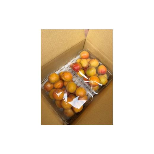 ふるさと納税 果物類 長野県 長野市 皮ごと食べられる ハーコット 2kg