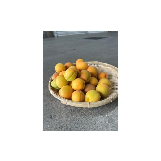 ふるさと納税 果物類 長野県 長野市 品種おまかせ加工向け杏 1kg