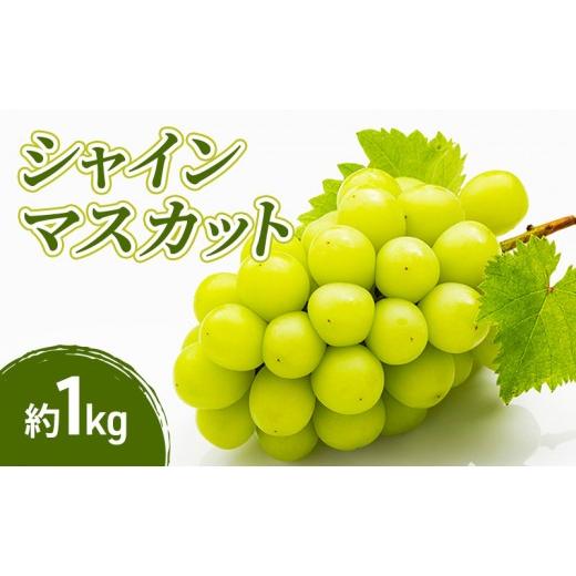 ふるさと納税 ぶどう マスカット 長野県 長野市 2026年産先行予約シャインマスカット 1kg 果物 フルーツ マスカット 長野県