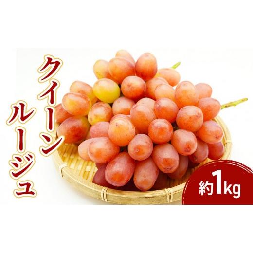 ふるさと納税 果物類 ぶどう 長野県 長野市 2026年産先行予約クイーンルージュ@ 1kg 果物 フルーツ ぶどう 長野県