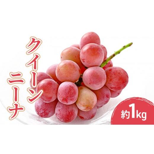 ふるさと納税 果物類 ぶどう 長野県 長野市 2026年産先行予約クイーンニーナ 1kg 果物 フルーツ ぶどう 長野県