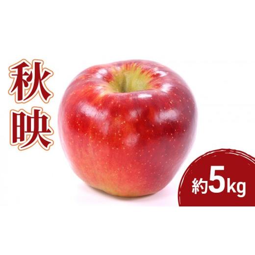 ふるさと納税 りんご 長野県 長野市 2026年産先行予約秋映 5kg 果物 フルーツ りんご 長野県