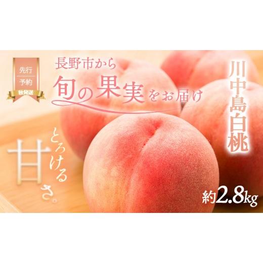 ふるさと納税 もも 長野県 長野市 桃 先行予約 川中島白桃 約2.8kg 糖度12度 白桃 フルーツ 果物 オンライン決済限定