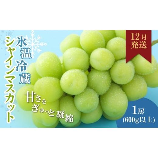 ふるさと納税 ぶどう マスカット 長野県 長野市 信州産シャインマスカット(12月発送) 冷蔵1房(600g以上)大粒&amp;大房