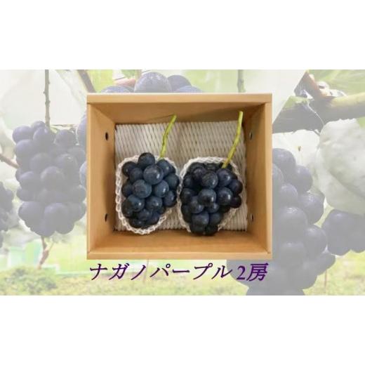 ふるさと納税 ぶどう 長野県 長野市 信州産ナガノパープル 2房(合計1kg以上) 大粒&大房 (9月発送)