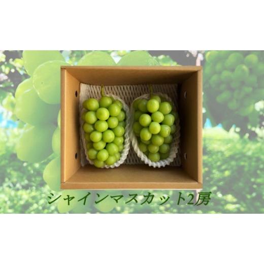 ふるさと納税 ぶどう マスカット 長野県 長野市 信州産シャインマスカット2房(合計1kg以上) 大粒&大房