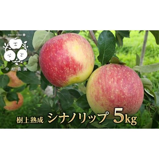 ふるさと納税 りんご 長野県 長野市 8月中旬発送 先行予約 樹上熟成 シナノリップ 5kg