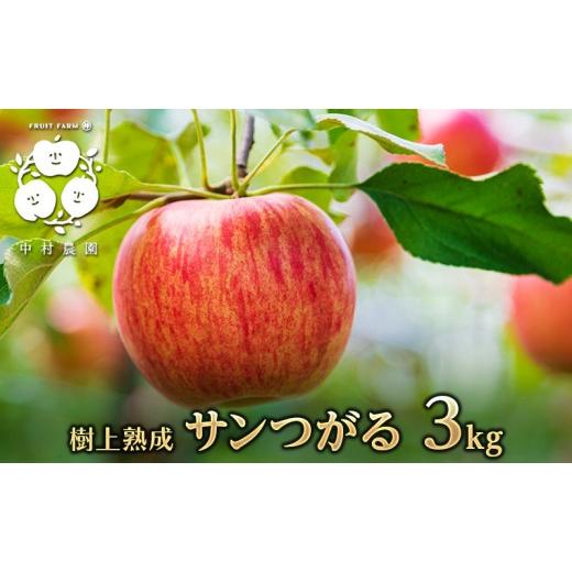 ふるさと納税 りんご 長野県 長野市 8月下旬発送 先行予約 樹上熟成 サンつがる 3kg
