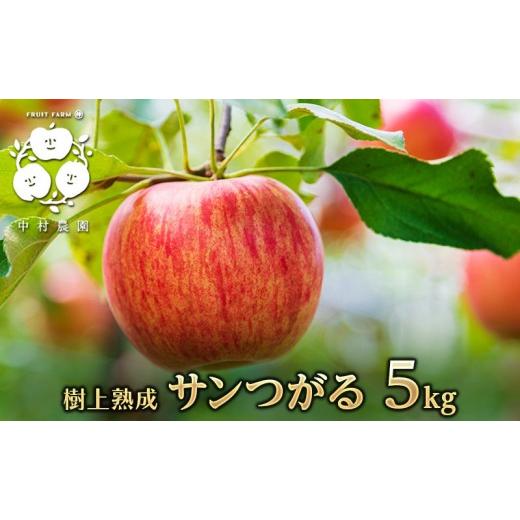 ふるさと納税 りんご 長野県 長野市 8月下旬発送 先行予約 樹上熟成 サンつがる 5kg