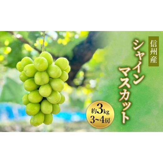 ふるさと納税 ぶどう マスカット 長野県 長野市 信州産シャインマスカット約3kg（3〜6房）2026年9月初旬から10月中旬発送の画像