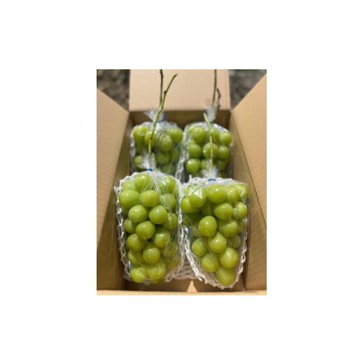 ふるさと納税 ぶどう マスカット 長野県 長野市 信州産シャインマスカット約3kg（3〜6房）2026年9月初旬から10月中旬発送の画像