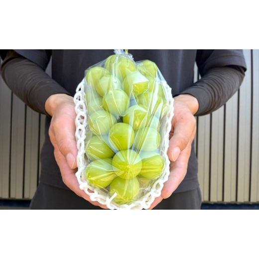 ふるさと納税 ぶどう マスカット 長野県 長野市 信州産シャインマスカット約3kg（3〜6房）2026年9月初旬から10月中旬発送の画像