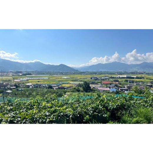 ふるさと納税 ぶどう マスカット 長野県 長野市 信州産シャインマスカット約3kg（3〜6房）2026年9月初旬から10月中旬発送の画像