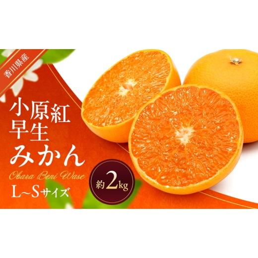 ふるさと納税 果物類 みかん 香川県 東かがわ市   小原紅早生みかん 約2kg 早生 蜜柑 みかん ミカン 柑橘 フルーツ 果物 くだもの 果実 旬の果物 …