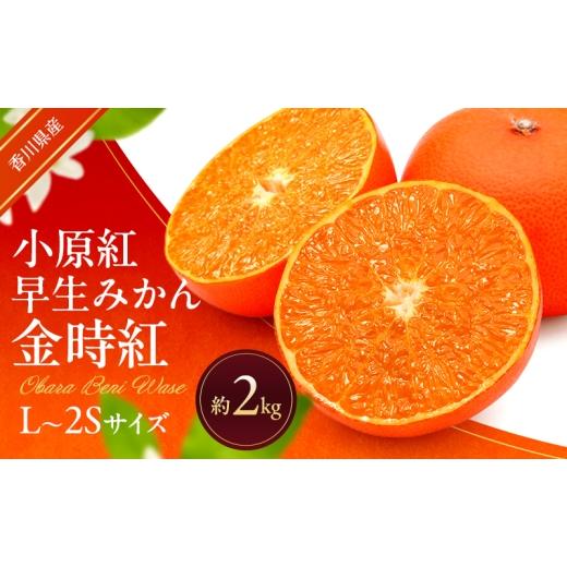 ふるさと納税 果物類 みかん 香川県 東かがわ市   小原紅早生みかん (金時紅) 約2kg 早生 蜜柑 みかん ミカン 柑橘 フルーツ 果物 くだもの 果実 …