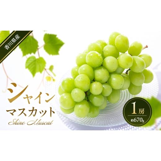 ふるさと納税 ぶどう マスカット 香川県 東かがわ市   シャインマスカット 1房 (約670g) 葡萄 ぶどう ブドウ フルーツ 果物 くだもの 果実 旬の果…