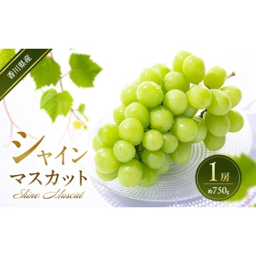 ふるさと納税 ぶどう マスカット 香川県 東かがわ市   シャインマスカット 1房 (約750g) 葡萄 ぶどう ブドウ フルーツ 果物 くだもの 果実 旬の果…