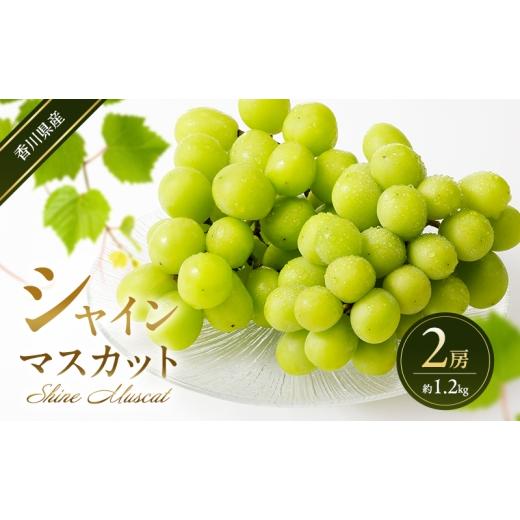 ふるさと納税 ぶどう マスカット 香川県 東かがわ市   シャインマスカット 2房 (約1.2kg) 葡萄 ぶどう ブドウ フルーツ 果物 くだもの 果実 旬の…