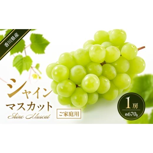 ふるさと納税 ぶどう マスカット 香川県 東かがわ市   シャインマスカット ご家庭用 1房(約670g) 葡萄 ぶどう ブドウ フルーツ 果物 くだもの 果…