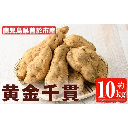 ふるさと納税 野菜類 サツマイモ 鹿児島県 曽於市  先行予約受付中 2026年8月以降順次発送予定 鹿児島県曽於市産 新物 黄金千貫(10kg) 瀬崎農園 A606の画像