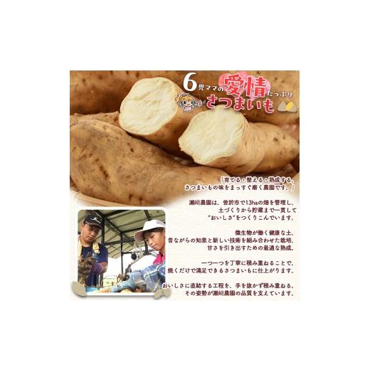 ふるさと納税 野菜類 サツマイモ 鹿児島県 曽於市  先行予約受付中 2026年8月以降順次発送予定 鹿児島県曽於市産 新物 黄金千貫(10kg) 瀬崎農園 A606の画像