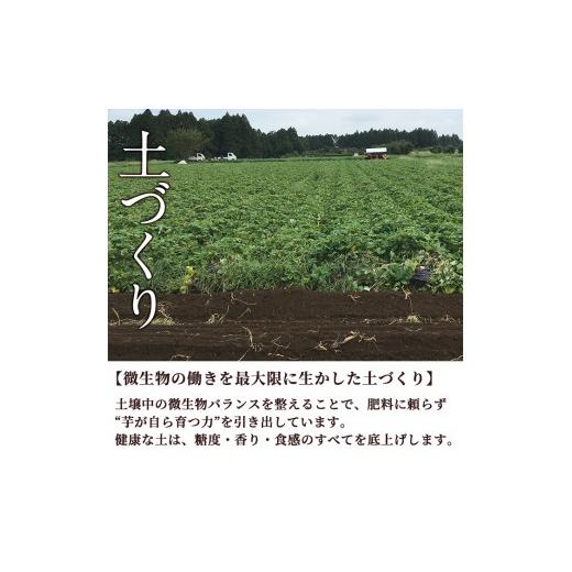 ふるさと納税 野菜類 サツマイモ 鹿児島県 曽於市  先行予約受付中 2026年8月以降順次発送予定 鹿児島県曽於市産 新物 黄金千貫(10kg) 瀬崎農園 A606の画像