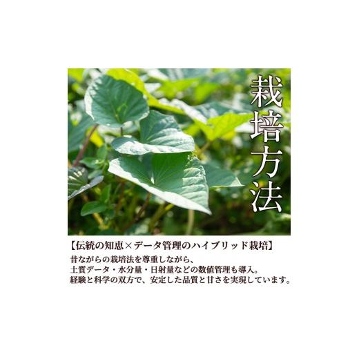 ふるさと納税 野菜類 サツマイモ 鹿児島県 曽於市  先行予約受付中 2026年8月以降順次発送予定 鹿児島県曽於市産 新物 黄金千貫(10kg) 瀬崎農園 A606の画像