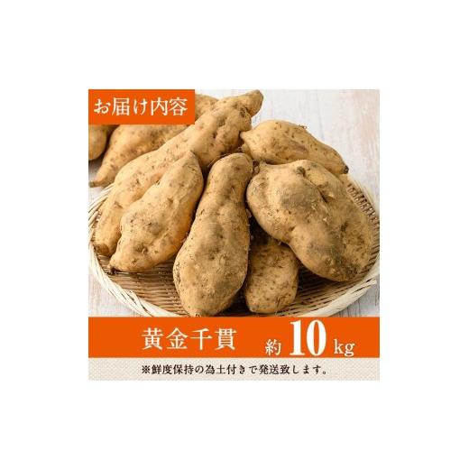 ふるさと納税 野菜類 サツマイモ 鹿児島県 曽於市  先行予約受付中 2026年8月以降順次発送予定 鹿児島県曽於市産 新物 黄金千貫(10kg) 瀬崎農園 A606の画像