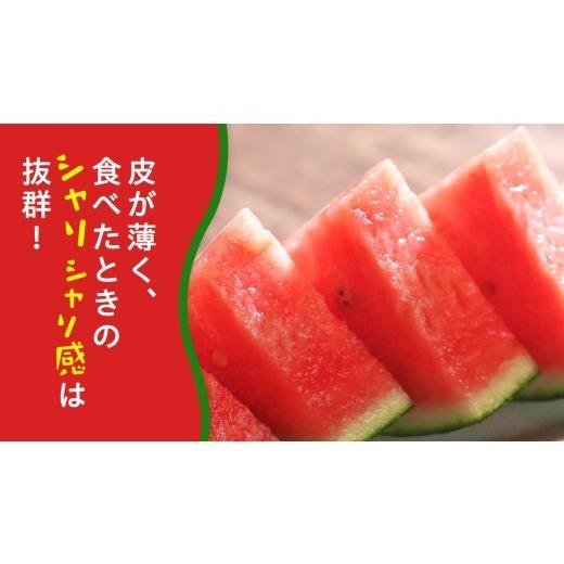 ふるさと納税 スイカ 茨城県 桜川市 小玉 スイカ スウィートキッズ 2玉 セット 先行予約 小玉スイカ すいか 西瓜 こだますいか フルーツ 果物 くだもの 農家直…