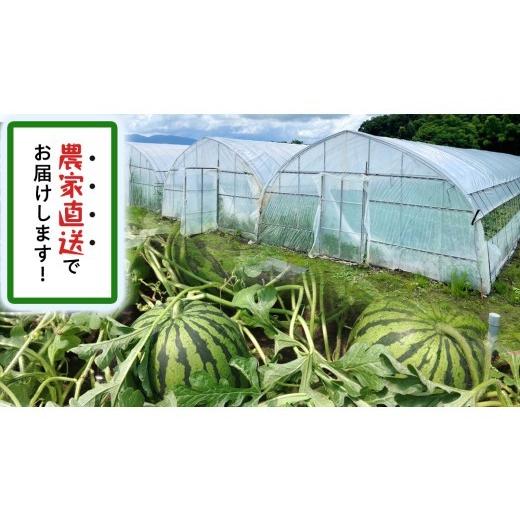 ふるさと納税 スイカ 茨城県 桜川市 小玉 スイカ スウィートキッズ 2玉 セット 先行予約 小玉スイカ すいか 西瓜 こだますいか フルーツ 果物 くだもの 農家直…