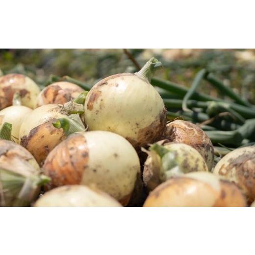 ふるさと納税 野菜類 玉ねぎ 兵庫県 南あわじ市 元祖淡路島玉ねぎ『淡路中甲高黄』復活プロジェクト 玉ねぎ5kg  配送６月〜の画像