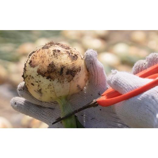 ふるさと納税 野菜類 玉ねぎ 兵庫県 南あわじ市 元祖淡路島玉ねぎ『淡路中甲高黄』復活プロジェクト 玉ねぎ5kg  配送６月〜の画像